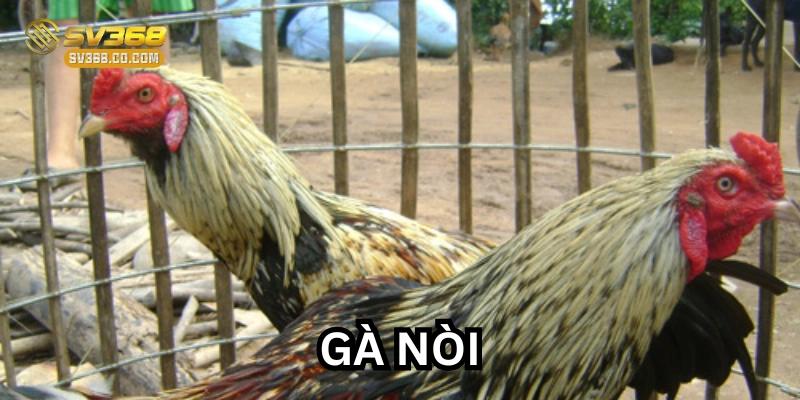 Huấn luyện Gà Nòi đúng cách 